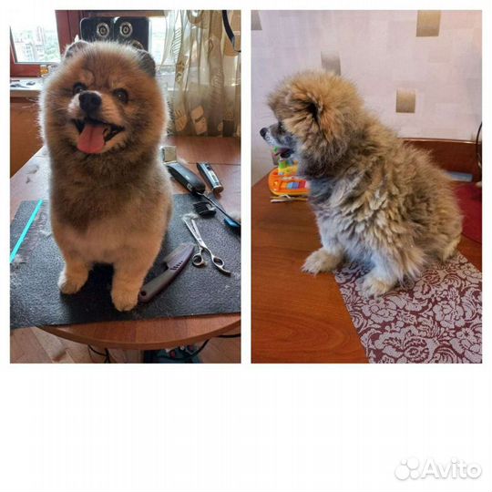 Стрижка животных