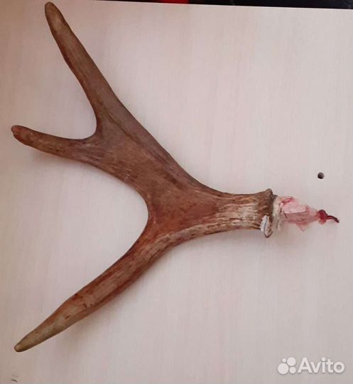 Продам рога лося