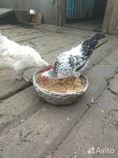 Молодые петушки