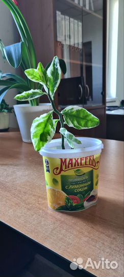 Комнатные цветы