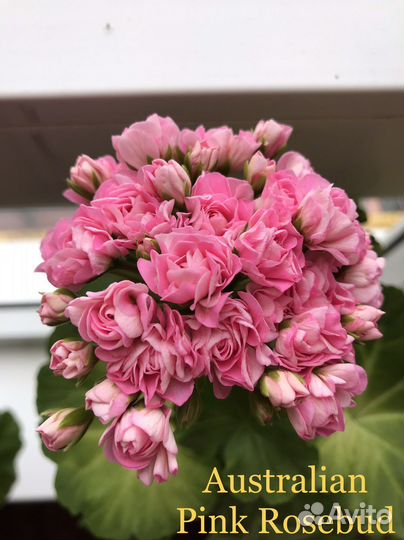 Пеларгония герань