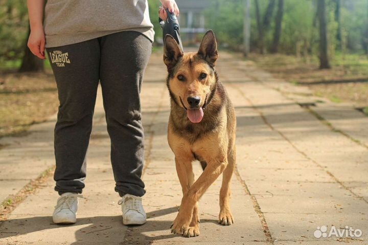 Карат ищет дом. 4 года, кастрат