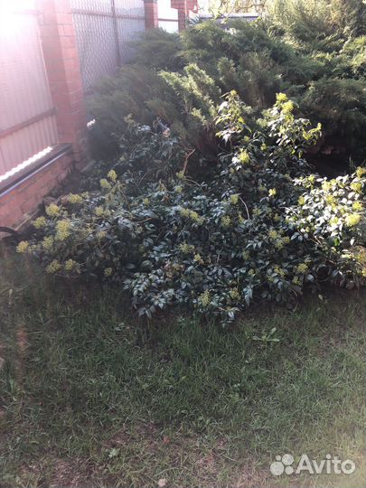 Растения для сада