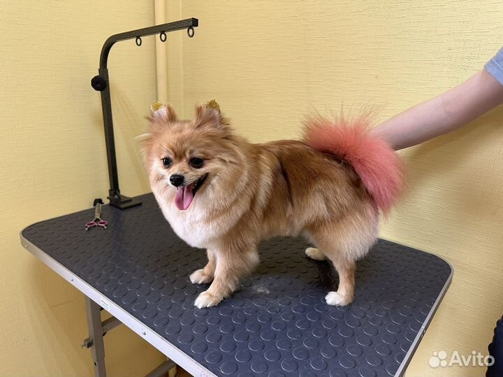 Модель на стрижку собак и кошек