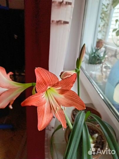 Гиппеаструм (Hippeastrum)