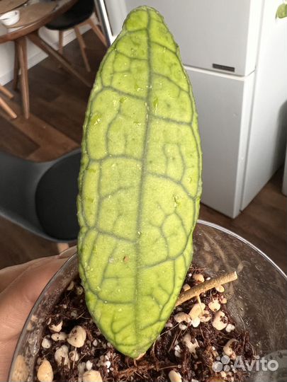 Хойя финлайнсония / Hoya finlaysonii