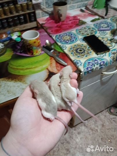 Крыса дамбо