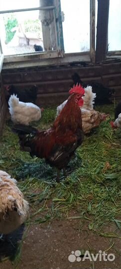 Петухи домашние