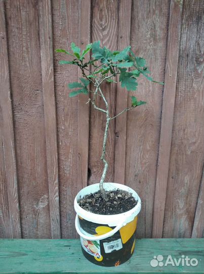 Саженцы дуба