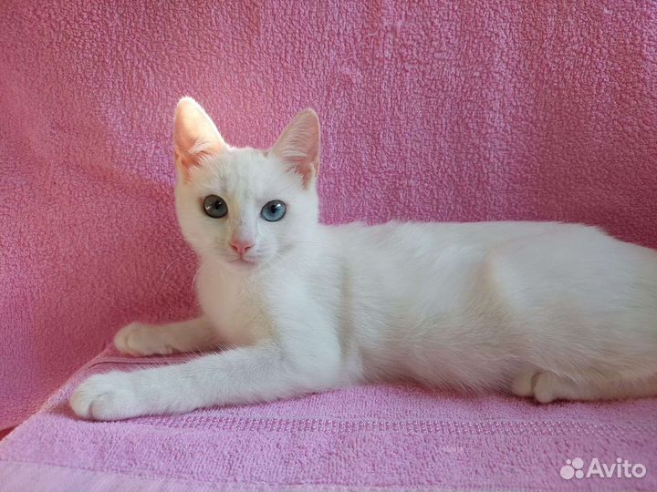 Котята без породы