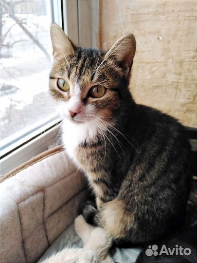 Отдам молодого кота. Кастрирован