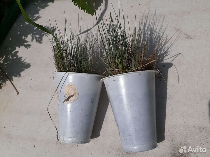 Овсянница и альпийская горка