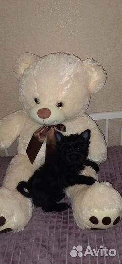 Йоркширский терьер