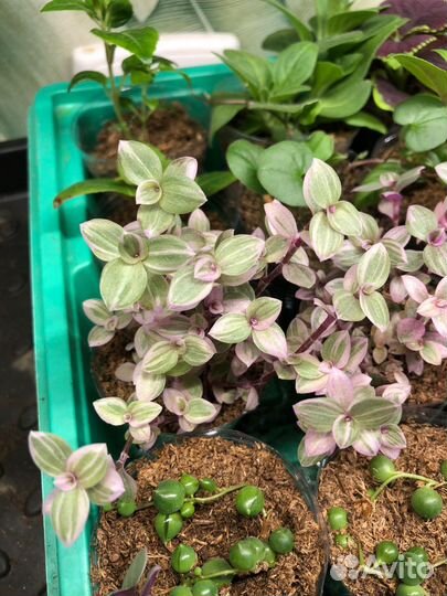 Крестовник роули и Коллизия