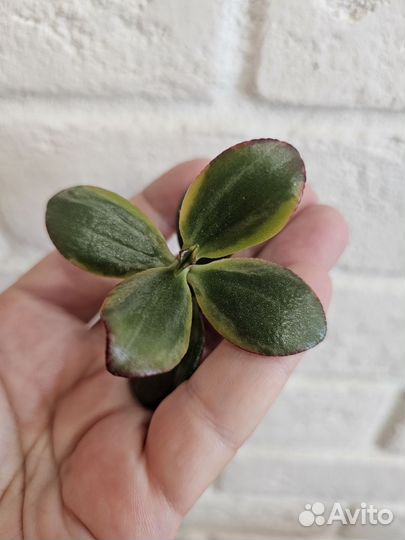 Крассулы сортовые