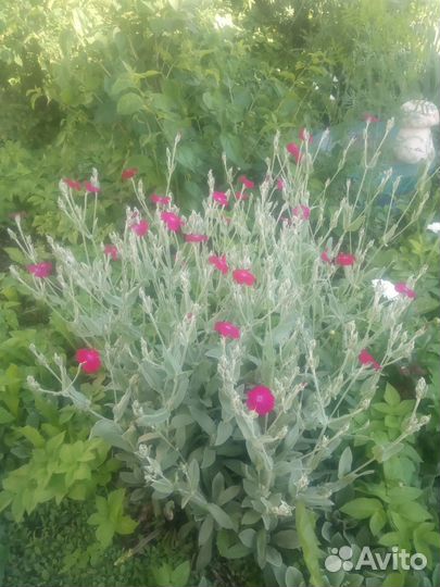 Многолетние цветы