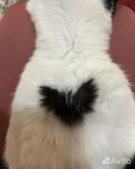 Бросили за то что ласковый