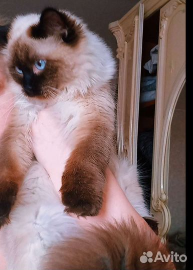 Невский маскарадный кот на вязку