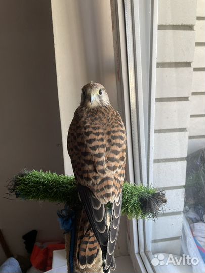 Хищная домашняя птица