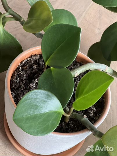Пеперомия туполистная в керамическом горшке