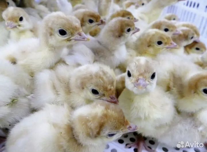 Инкубационное яйцо индейки