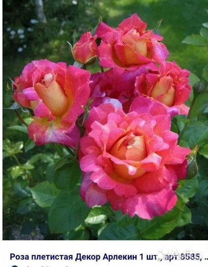 Саженцы роз зкс