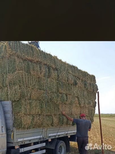 Сено люцерны