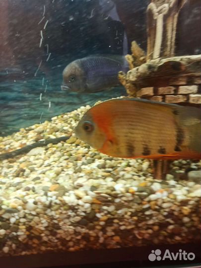 Северум Роткейл