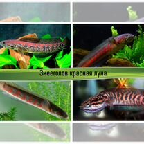 Аквариумные полиптерусы, змееголовы и каламоихты, Москва