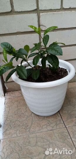 Дерево мандарина