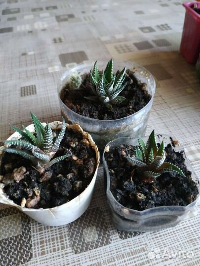 Кактусы и суккуленты