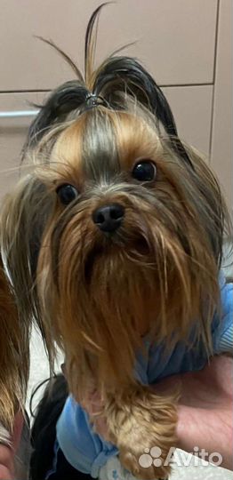 Йоркширский терьер мини вязка