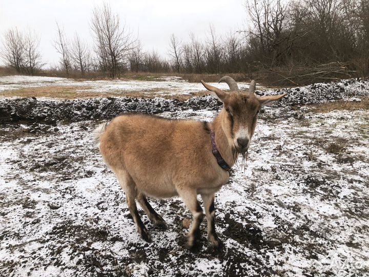 Продам козу нубийка с чешкой