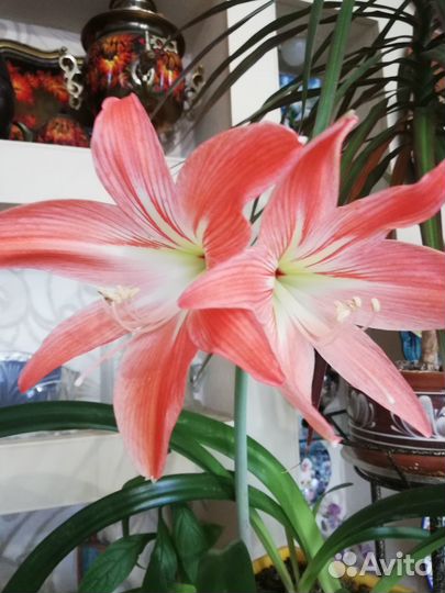 Гиппеаструм- розовый