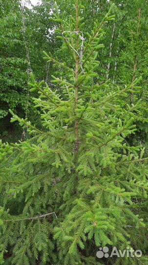 Саженцы лианы Кирказон, Луносемянник даурский