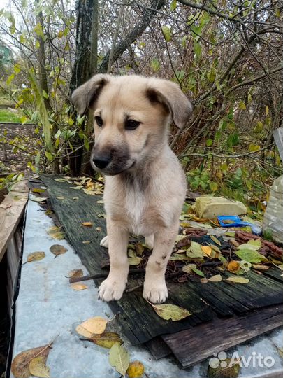 Щенки в добрые руки