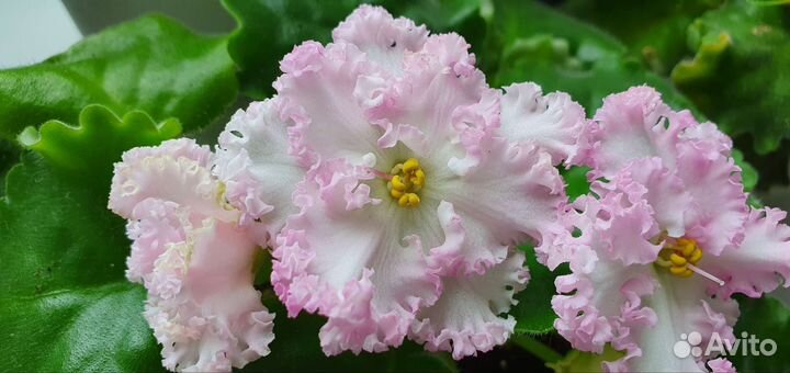 Фиалка сортовая (лист)