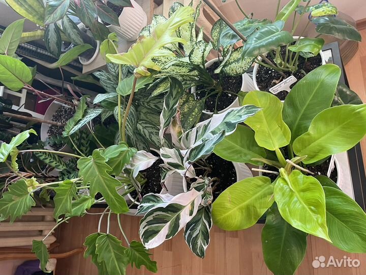 Комнатные цветы