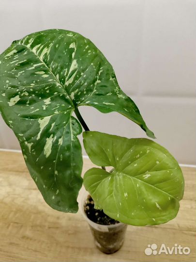 Сингониумы сортовые