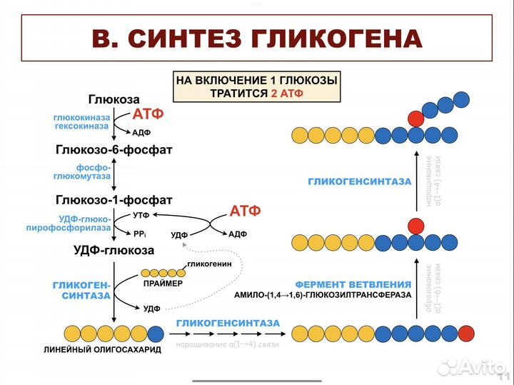 Репетитор по биохимии