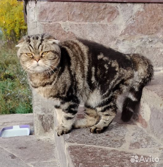 Кот шотландский вислоухий подарим