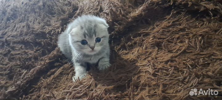 Шотландские котята