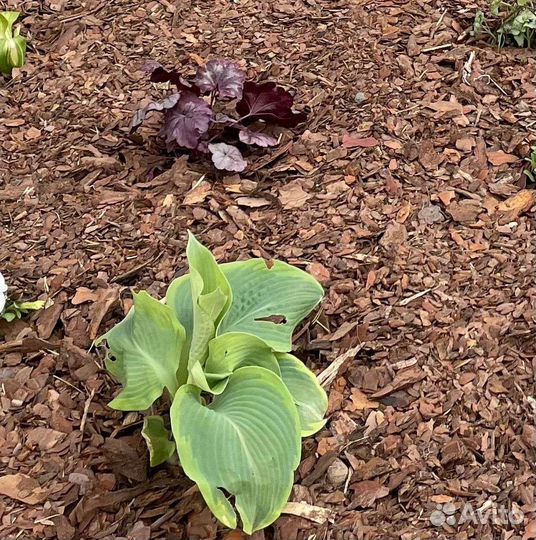 Мульча сосновая кора