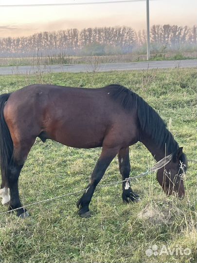 Жеребец 4 гола обмен