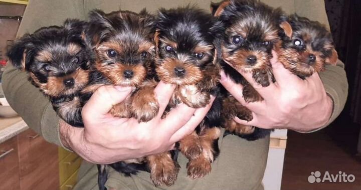 Йоркширский терьер мини