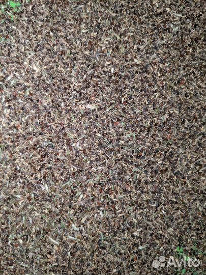 Семена цикория обыкновенного около 5000 шт