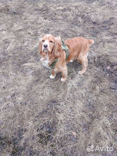 Спаниель вязка