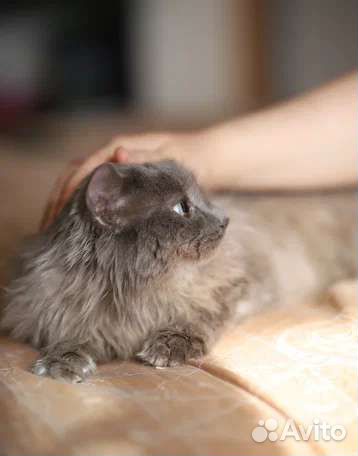 Кот в добрые руки