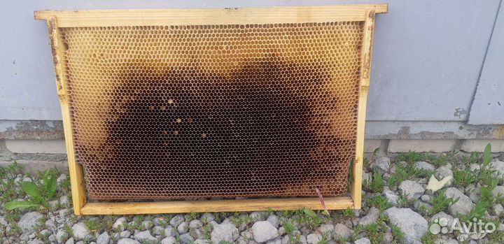 Сушь дадан и магазинная