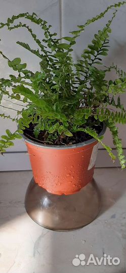 Папоротник мини